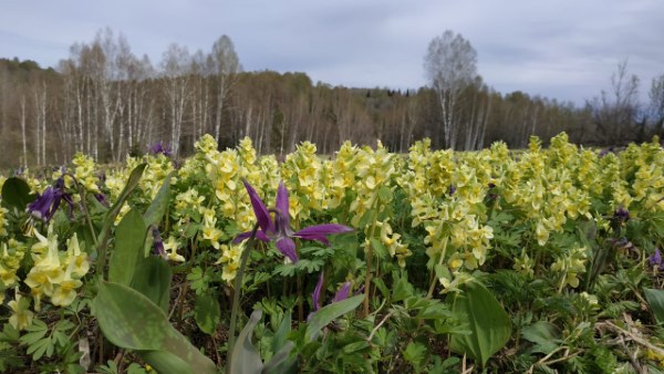 Городской конкурс фоторабот "Красота природы Кузбасса"